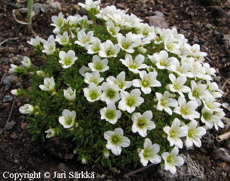 Saxifraga Arendsii 'Weisser Zwerg'